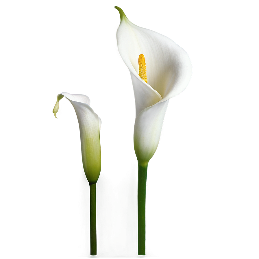 Calla Lily B PNG Image