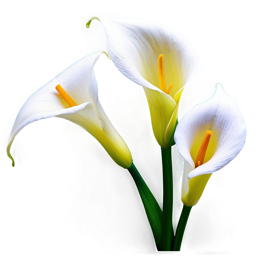 Calla Lily Background Png 63 PNG Image