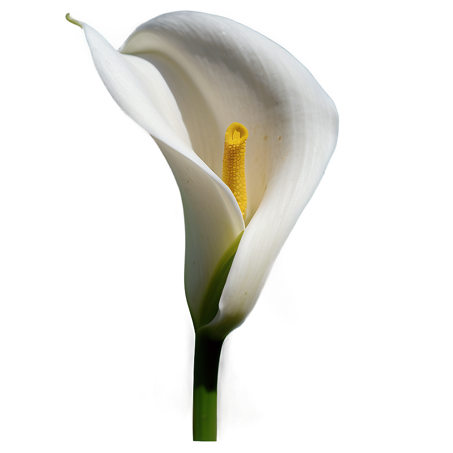 Calla Lily Flower Transparent Png Phj PNG Image