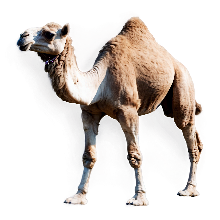 Camel Silhouette Png 62 PNG Image