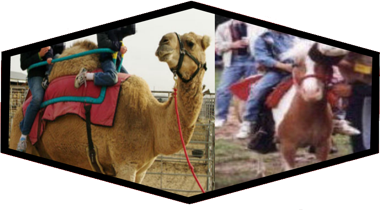 Cameland Bull Riding Comparison PNG Image