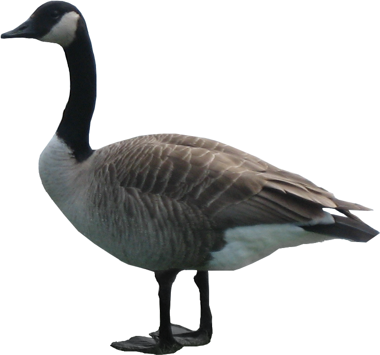 Canada Goose Profile PNG Image