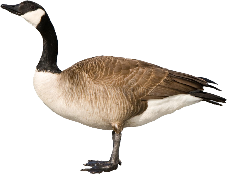 Canada Goose Profile P N G PNG Image