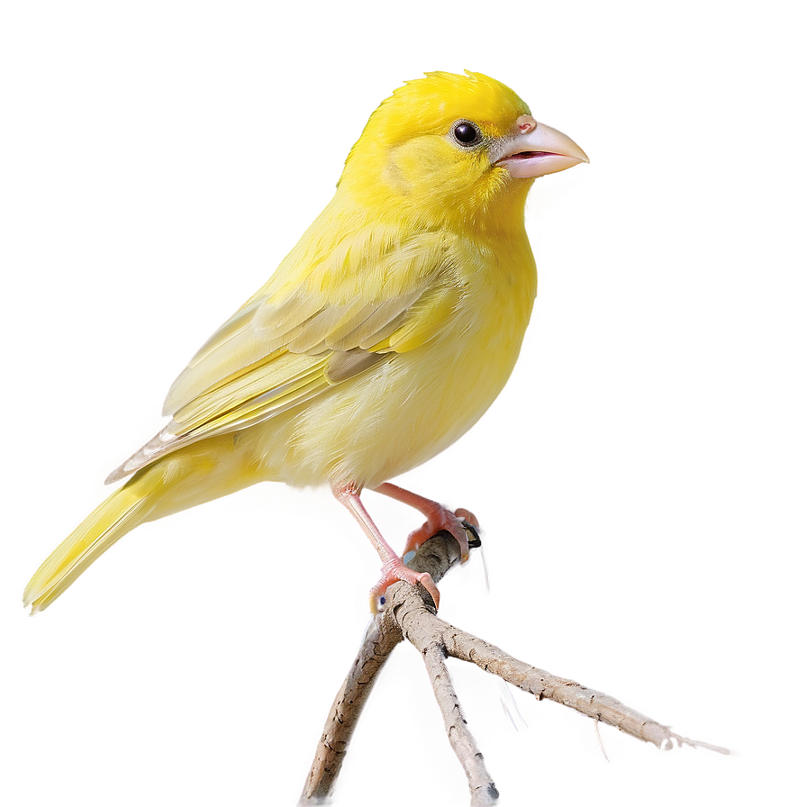 Canary Bird Singing Png 05032024 PNG Image