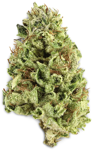 Cannabis Bud Closeup PNG Image