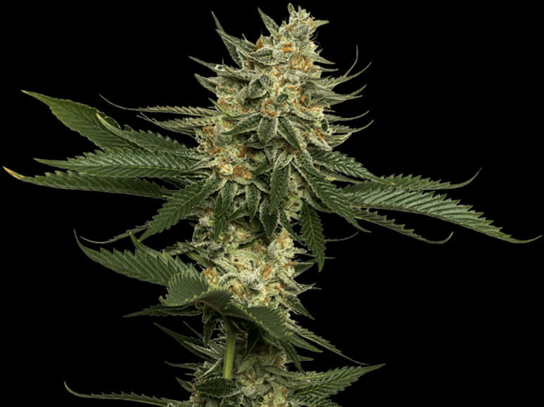 Cannabis Flower Closeup PNG Image