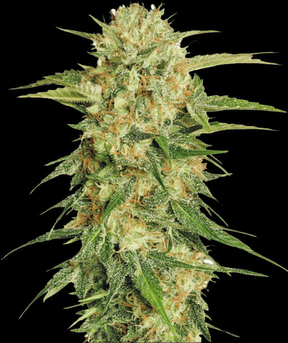 Cannabis Flower Closeup PNG Image