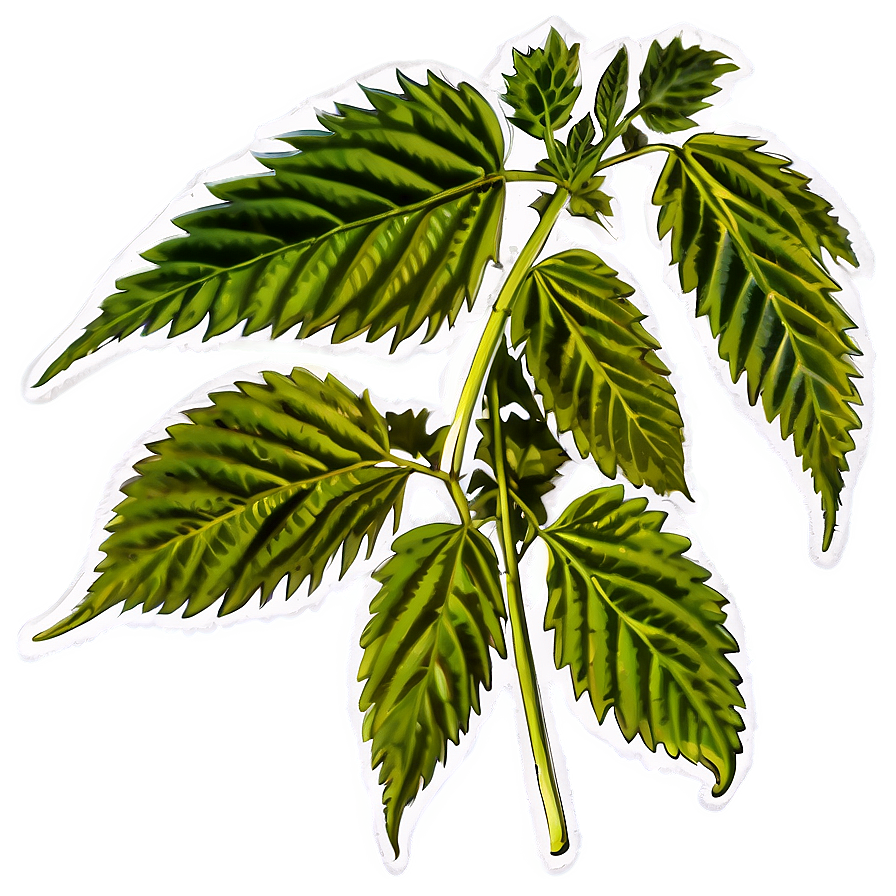 Cannabis Indica Leaf Png Ykb66 PNG Image