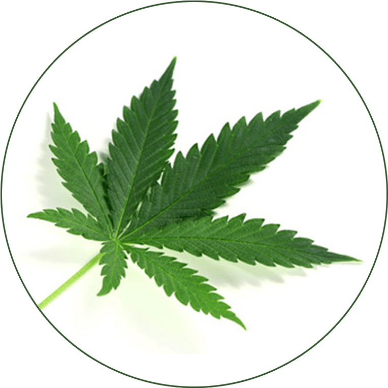 Cannabis Leaf Circle Background PNG Image