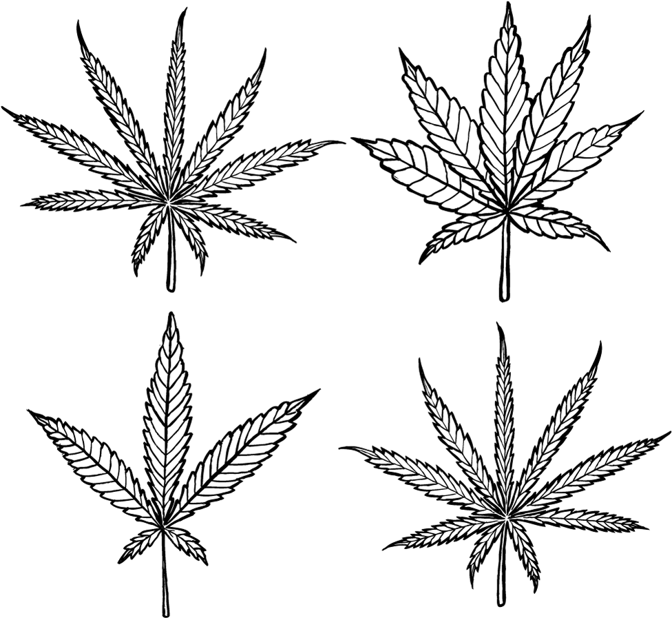 Cannabis Leaf Illustration Set PNG Image