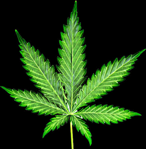 Cannabis Leaf Isolated Background PNG Image