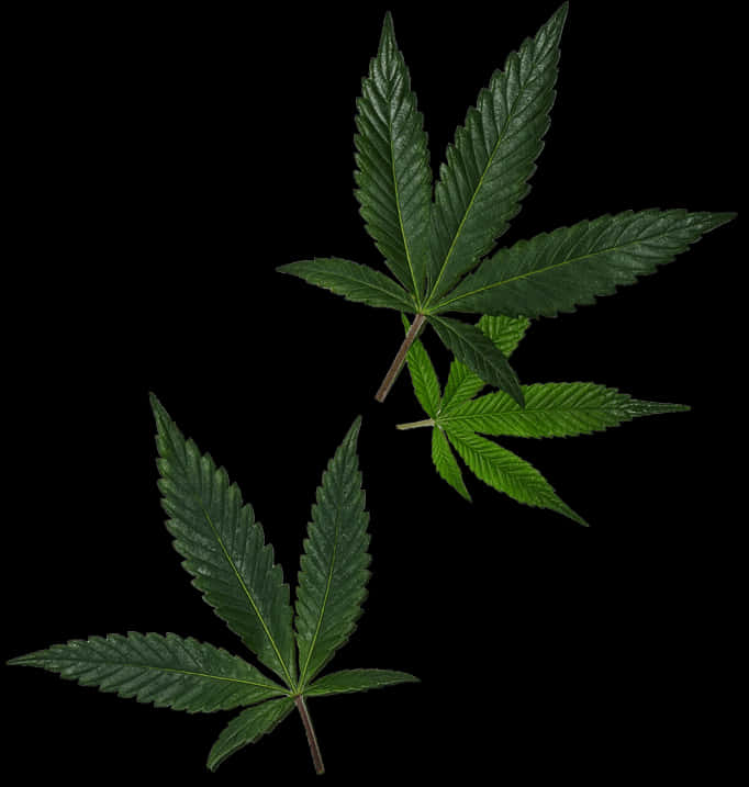 Cannabis Leaves Black Background PNG Image