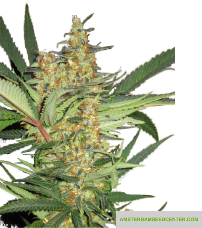 Cannabis Plant Closeup PNG Image