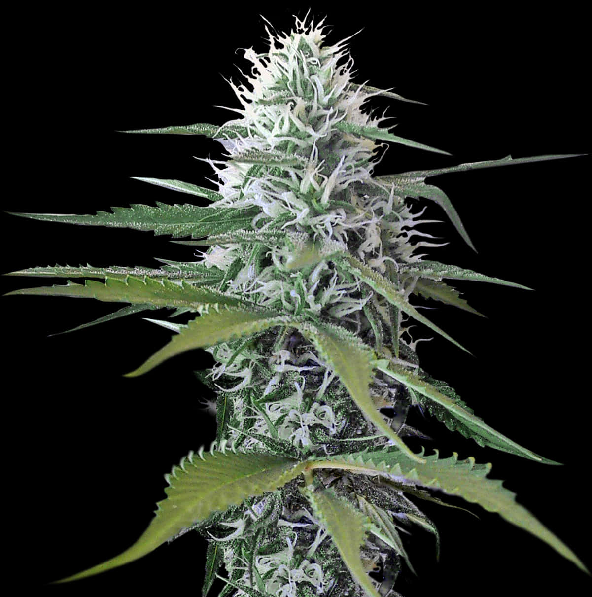 Cannabis Plant Closeup.jpg PNG Image