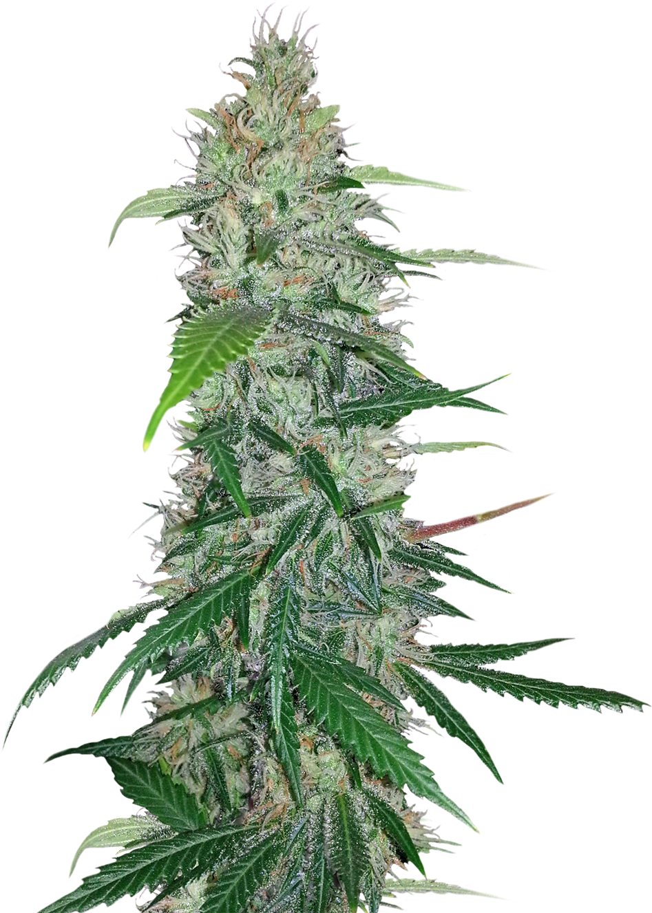 Cannabis Plant Closeup PNG Image