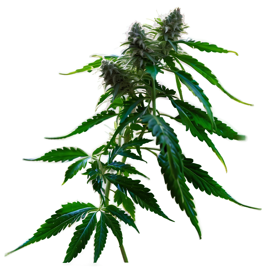 Cannabis Plant Png Phq PNG Image