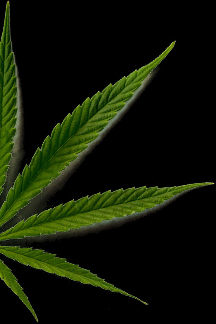 Cannabis Sativa Leaf Closeup.jpg PNG Image