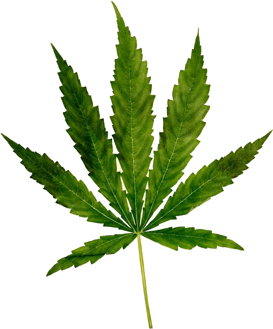 Cannabis Sativa Leaf.png PNG Image