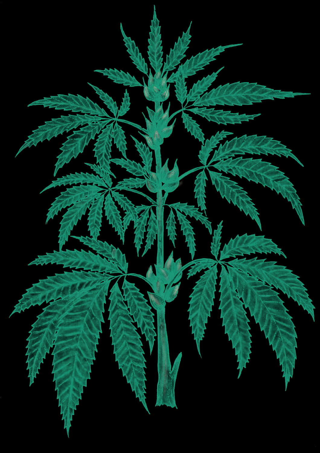 Cannabis Sativa Plant Leaves.jpg PNG Image