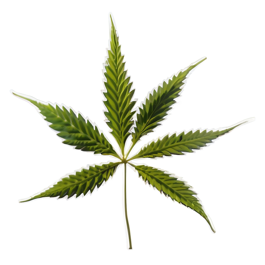 Cannabis Sativa Plant Png 14 PNG Image