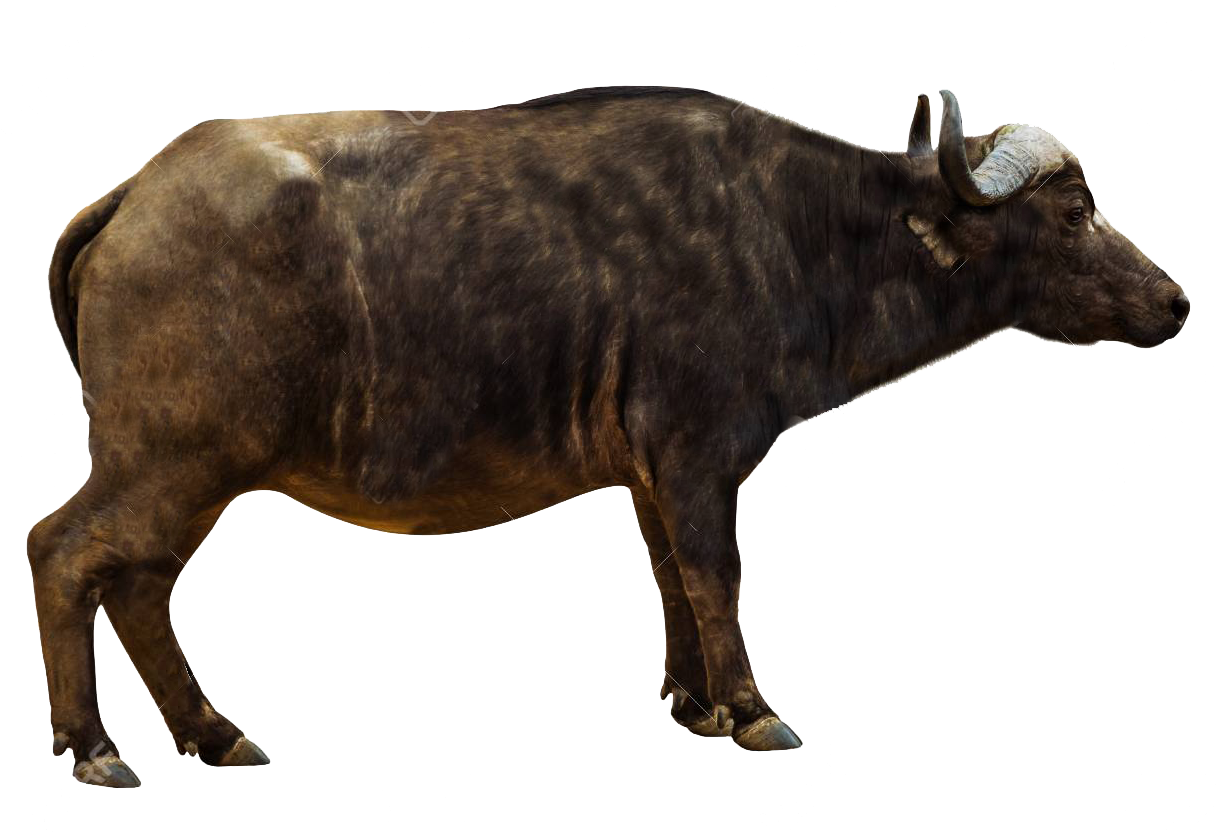 Cape Buffalo Side View PNG Image