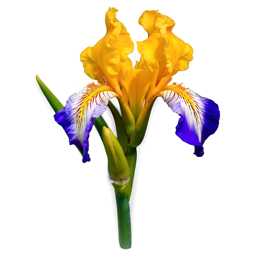 Captivating Iris Png 06252024 PNG Image