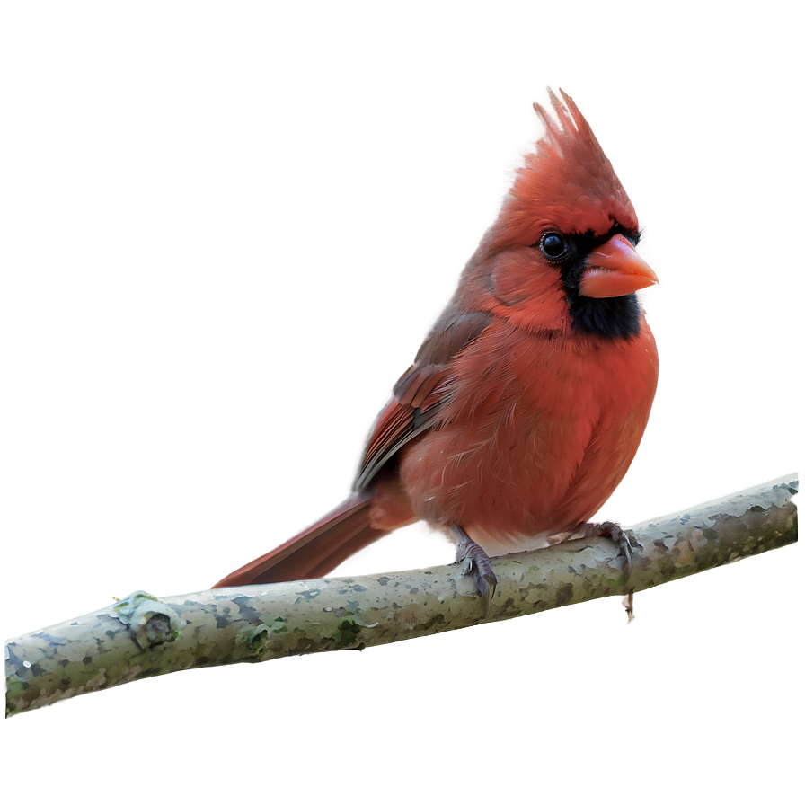 Cardinal In Autumn Png Nct PNG Image