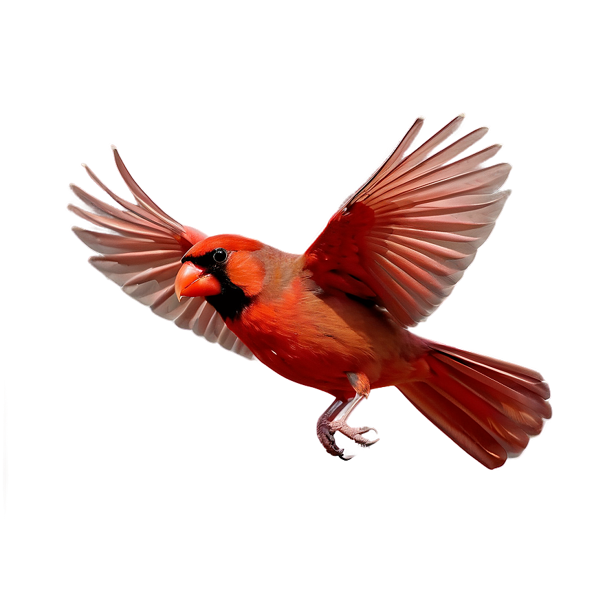 Cardinal In Flight Png 3 PNG Image