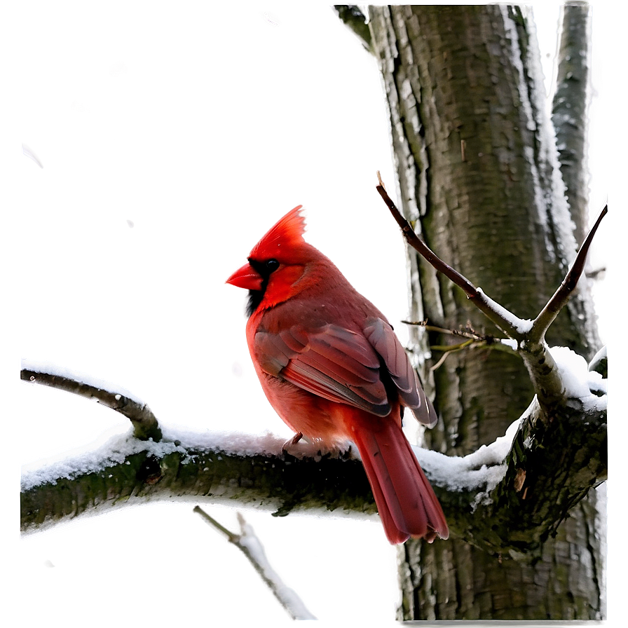 Cardinal In Winter Png Kcl69 PNG Image