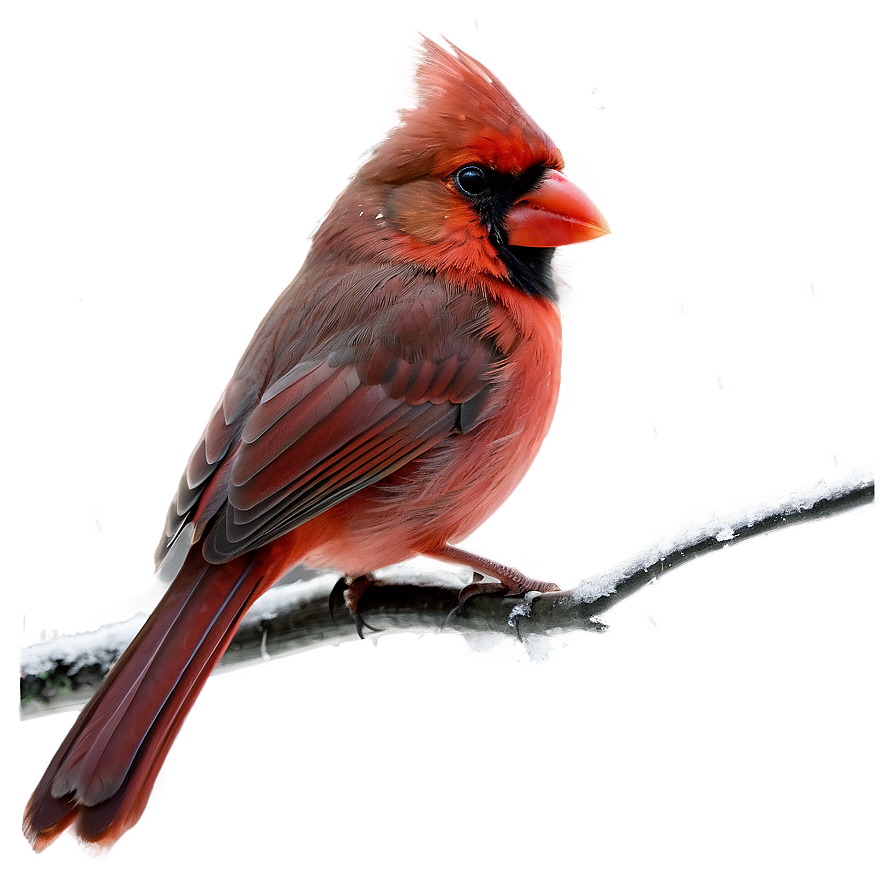 Cardinal In Winter Png Mmw PNG Image