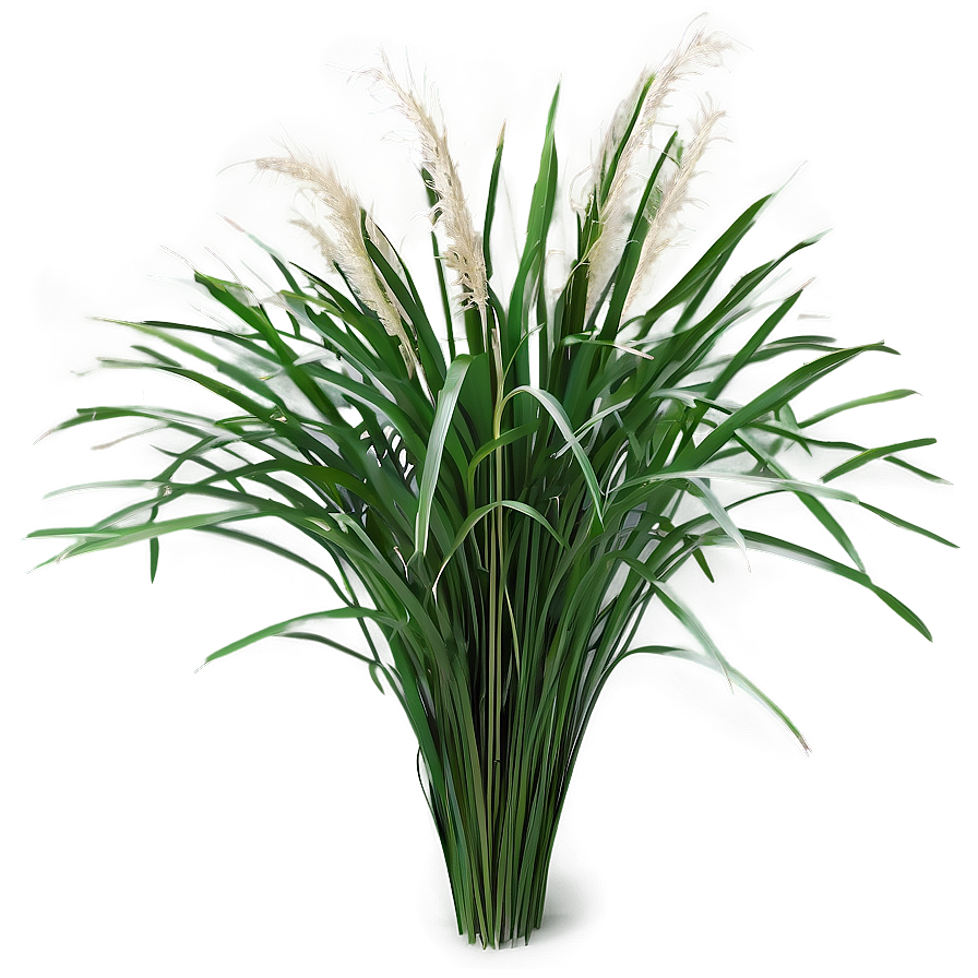 Carex Grass Decoration Png 06212024 PNG Image