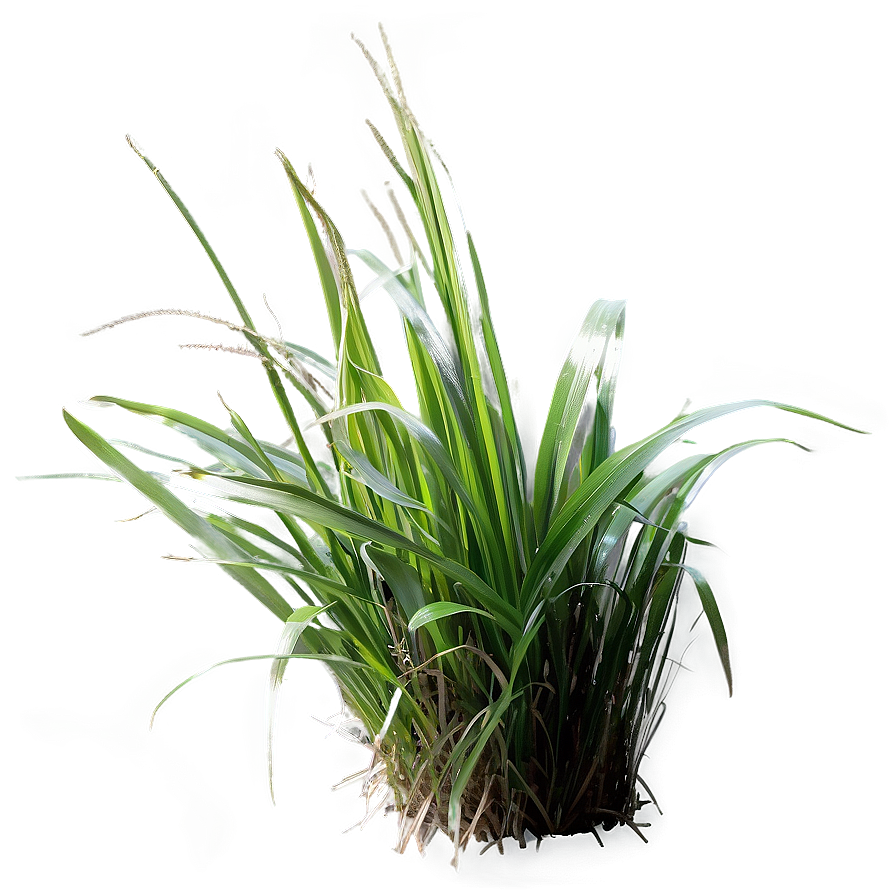 Carex Grass Decoration Png Bas PNG Image