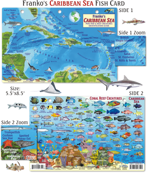 Caribbean Sea Fish Identification Card PNG Image