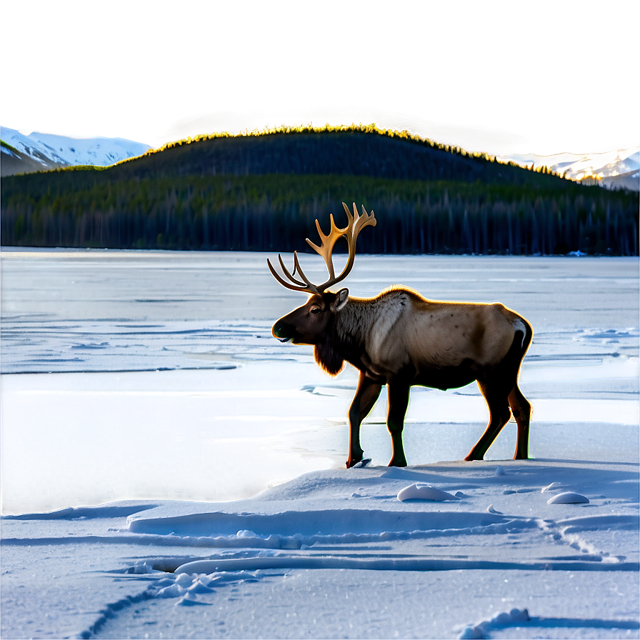 Caribou By Frozen Lake Png 06292024 PNG Image