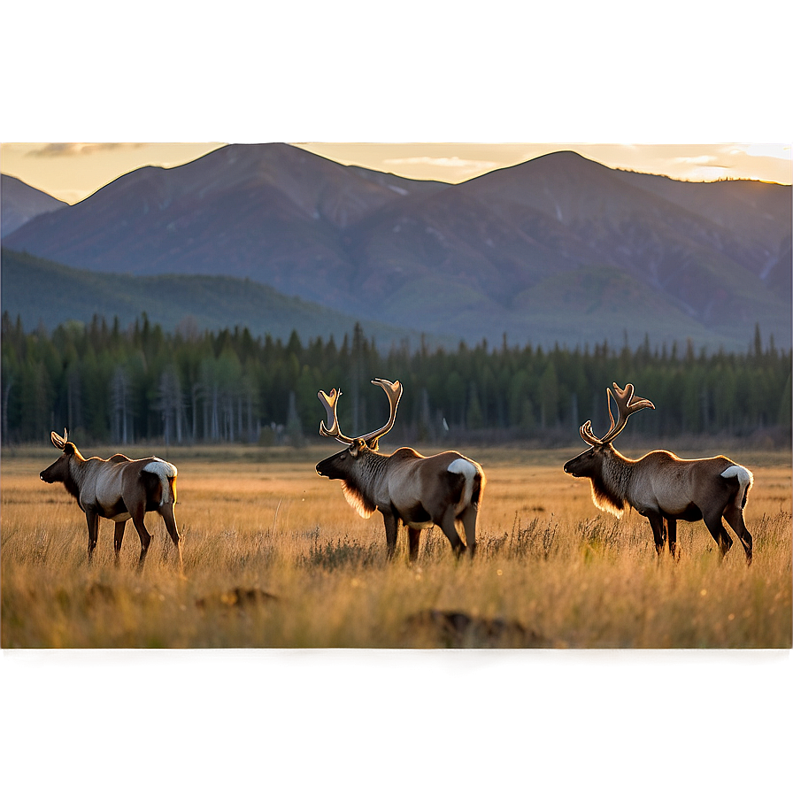 Caribou During Golden Hour Png 9 PNG Image