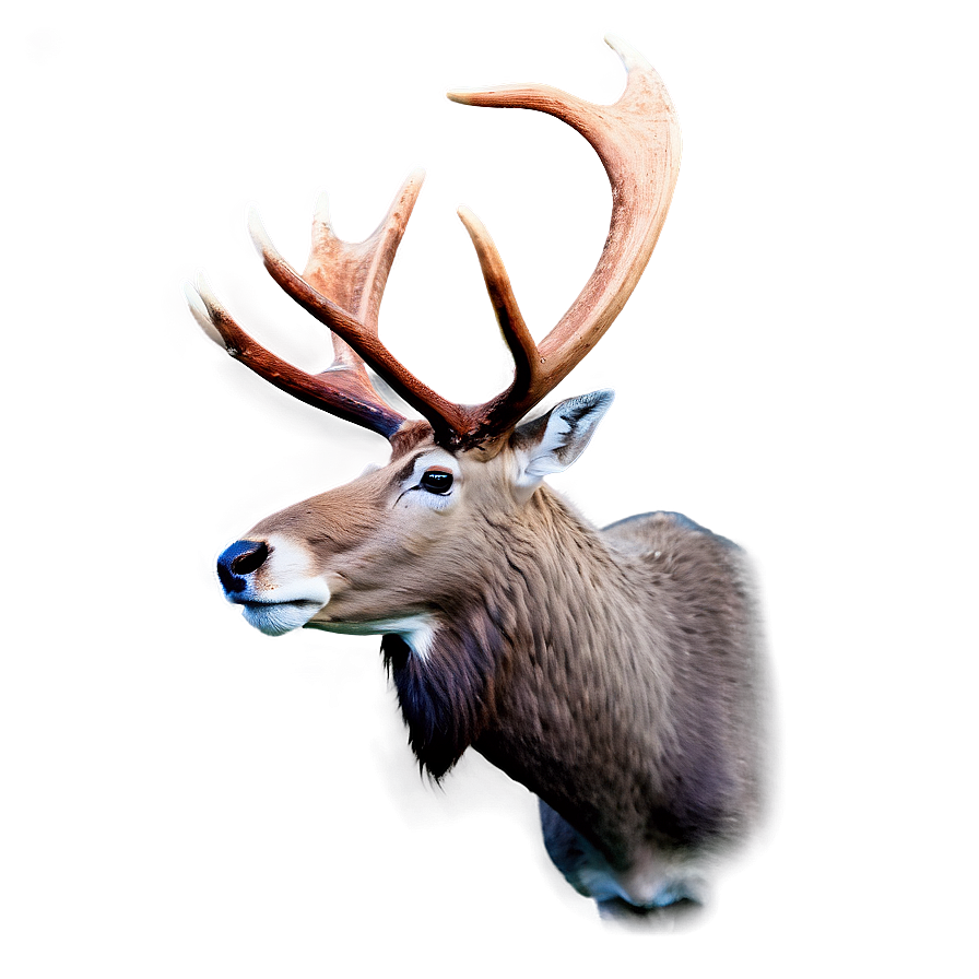 Caribou Fighting With Antlers Png Oyr PNG Image