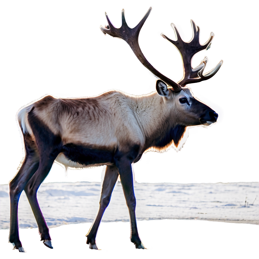 Caribou In Early Spring Png Dkm91 PNG Image