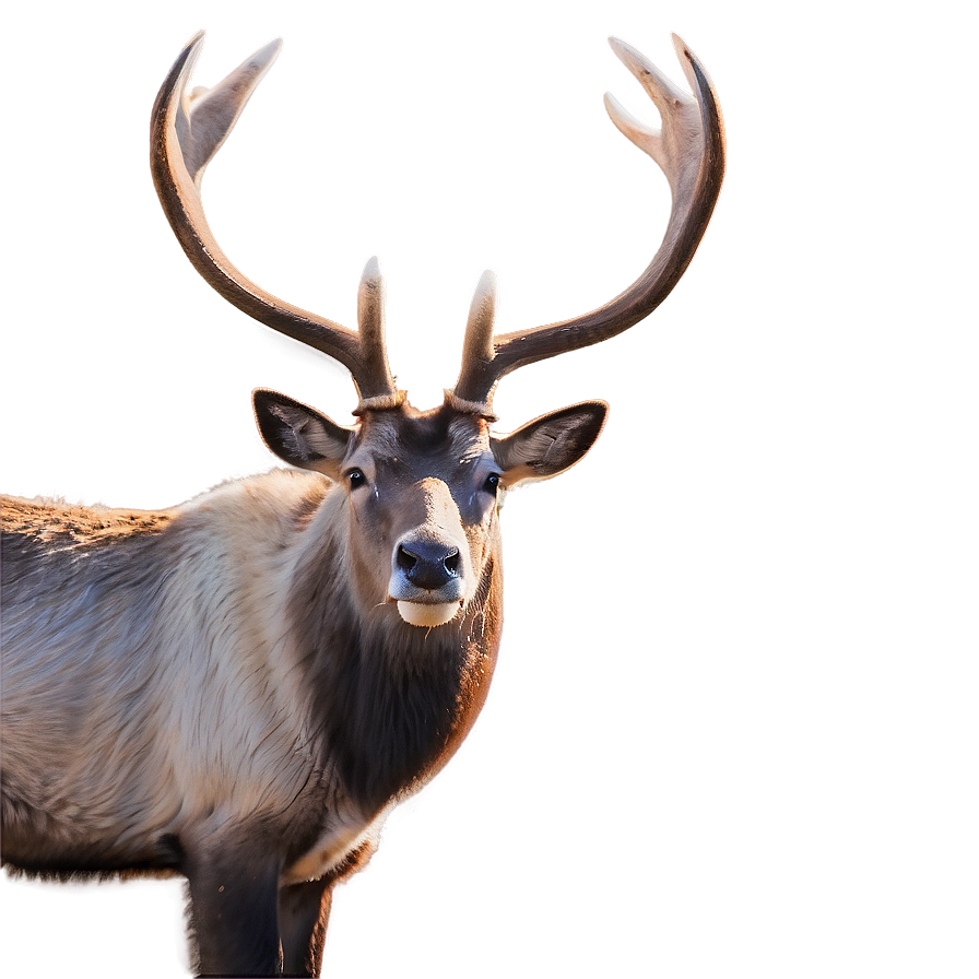 Caribou In Early Spring Png Dum45 PNG Image