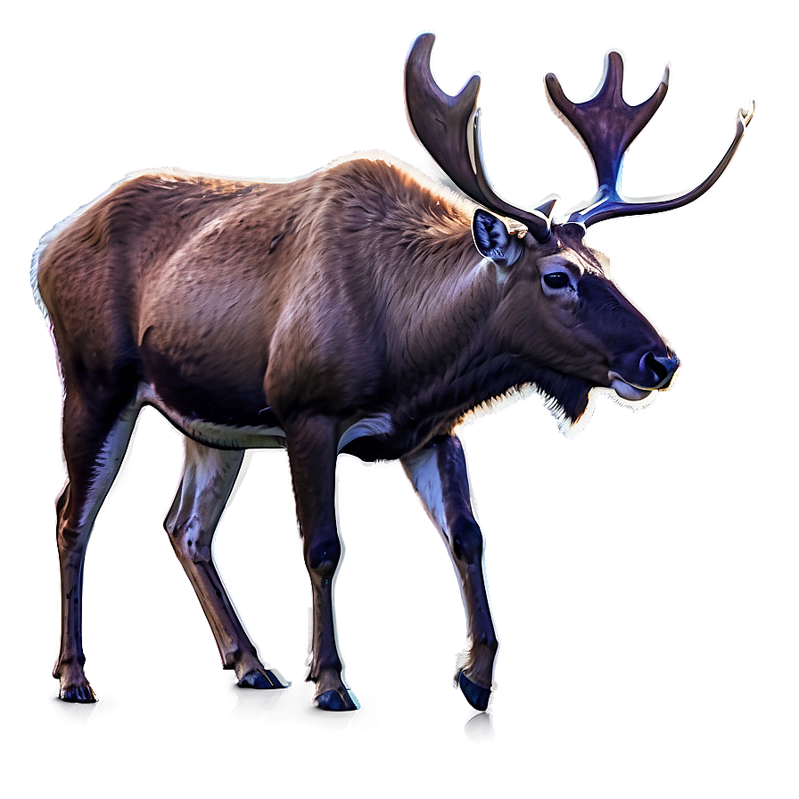 Caribou In Misty Morning Png Nbu PNG Image