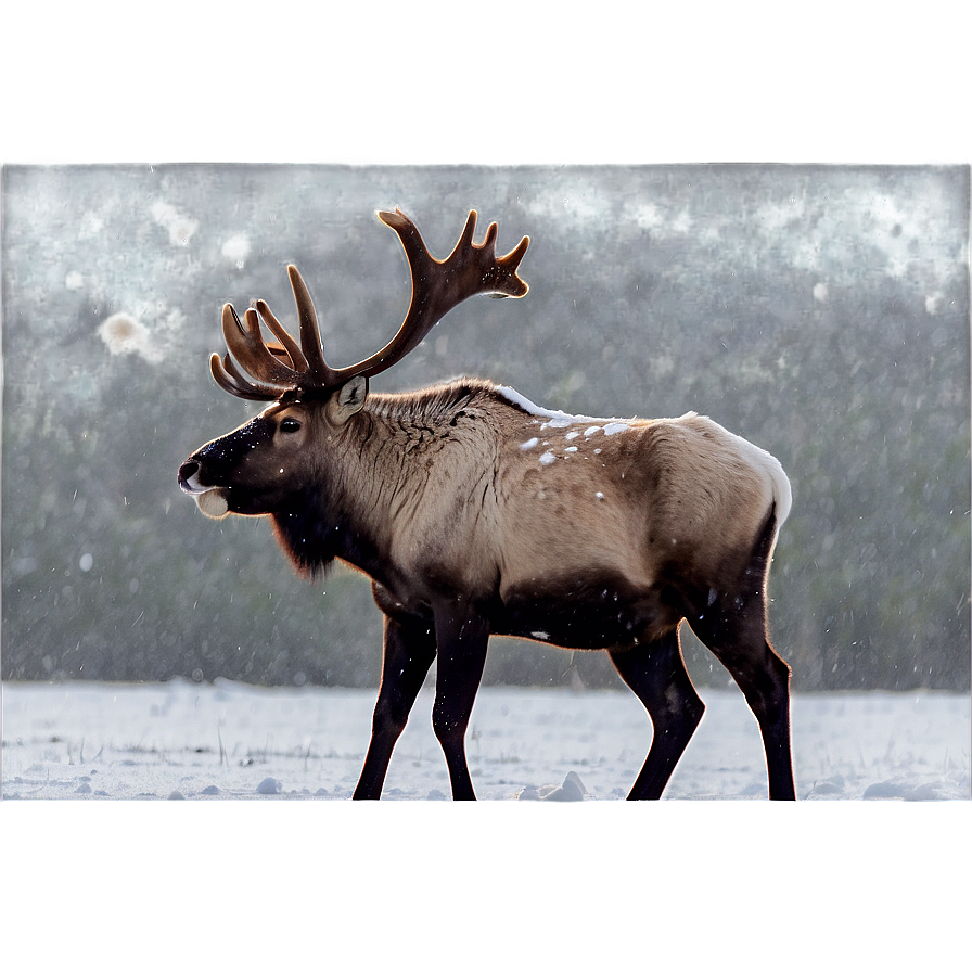 Caribou Standing In Snowstorm Png Ubv PNG Image