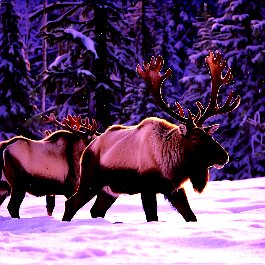 Caribou Trekking Through Snow Png Gdo PNG Image