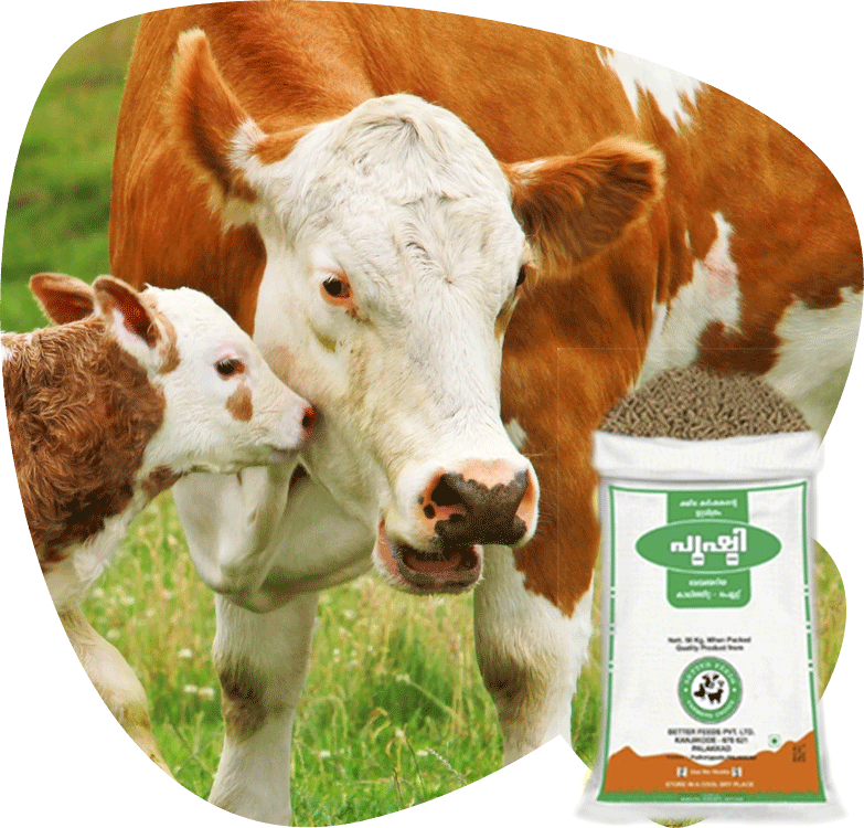 Caring Cowand Calfwith Feed Package PNG Image