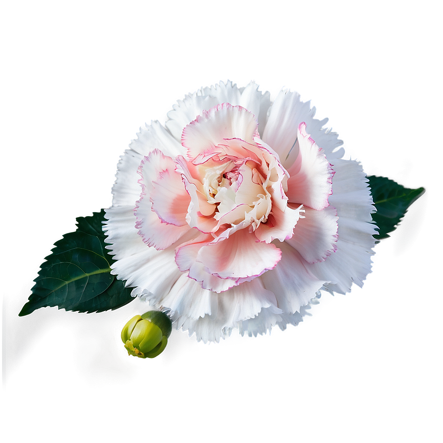 Carnation B PNG Image