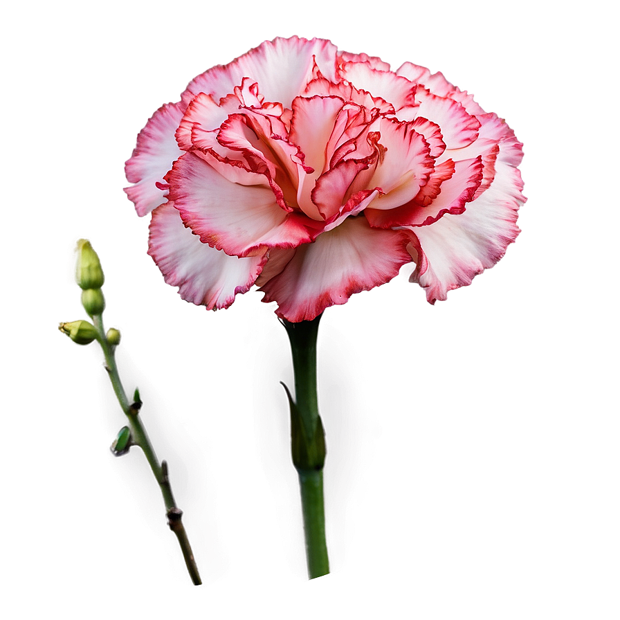 Carnation In Bloom Png 06112024 PNG Image