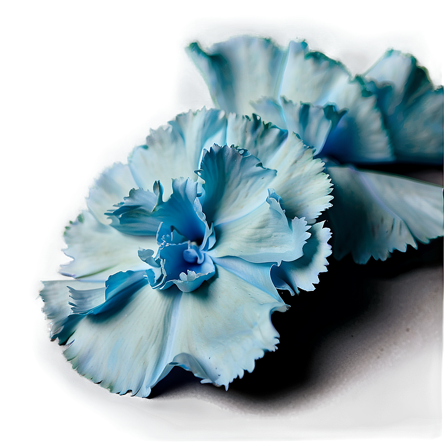 Carnation Petals Close-up Png Asx PNG Image