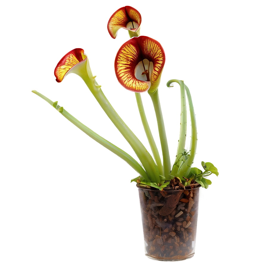 Carnivorous Plants Png 66 PNG Image