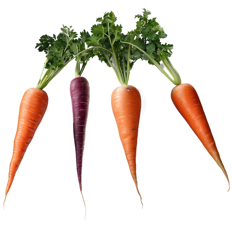 Carrot Garden Png Obk93 PNG Image