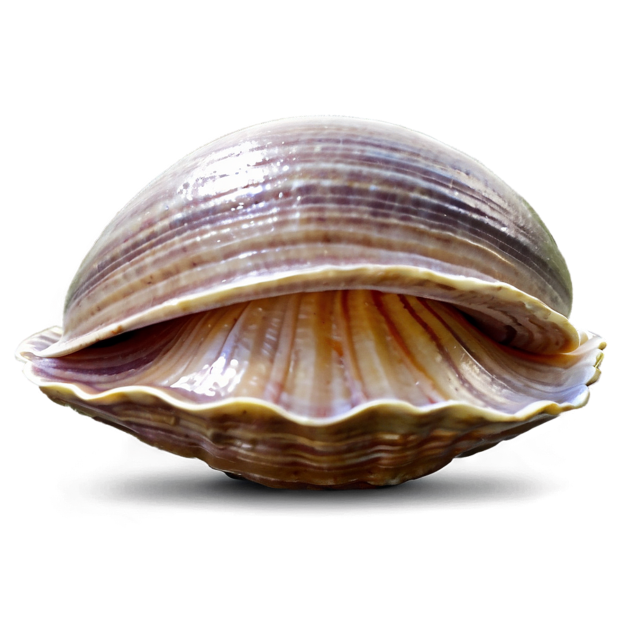 Cartoon Clam Png Nxm16 PNG Image