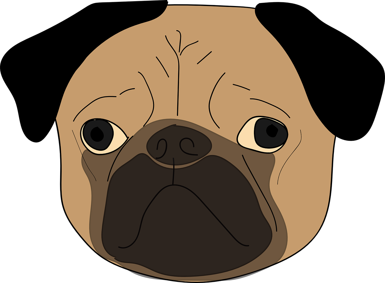 Cartoon Pug Face Illustration PNG Image