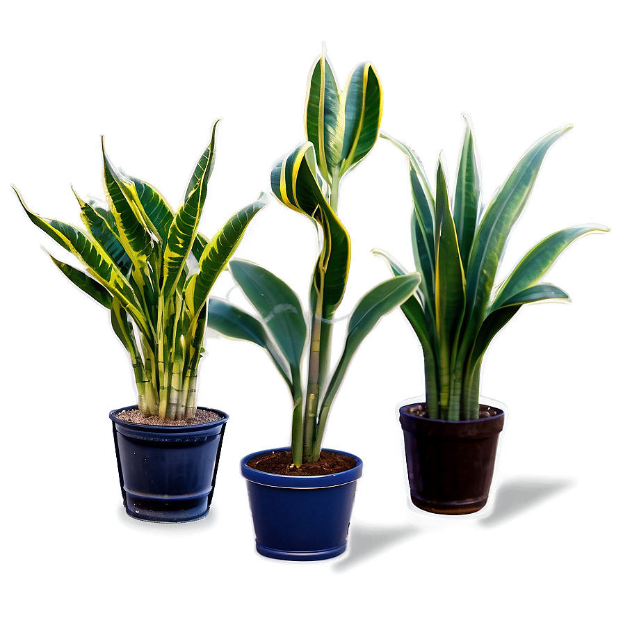 Cartoon Snake Plant Png Cdk88 PNG Image